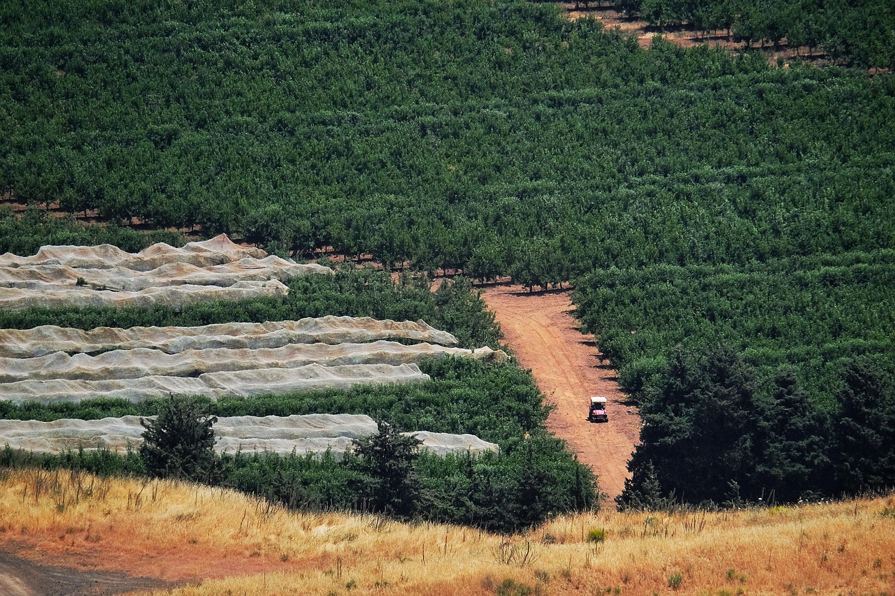 field, buggy, dirt road, red dirt road, israel, lebanon, syria, border, lebanon, syria, syria, syria, syria, syria